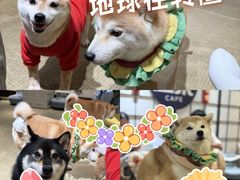 -逗柴咖啡屋·狗咖猫咖宠物桌游