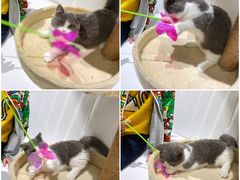 -COLOR PETS 撸猫馆·购猫·猫咖(长风大悦城店)