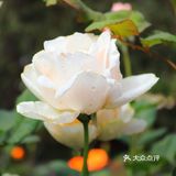 人民公园月季花展