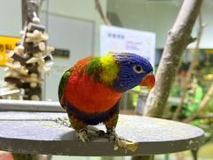 -上海大自然野生昆虫馆(东方明珠·爬宠昆虫探索中心)