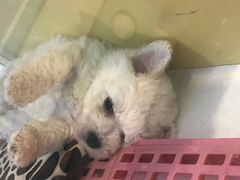 -龟与熊猫宠物公园(南坪店)