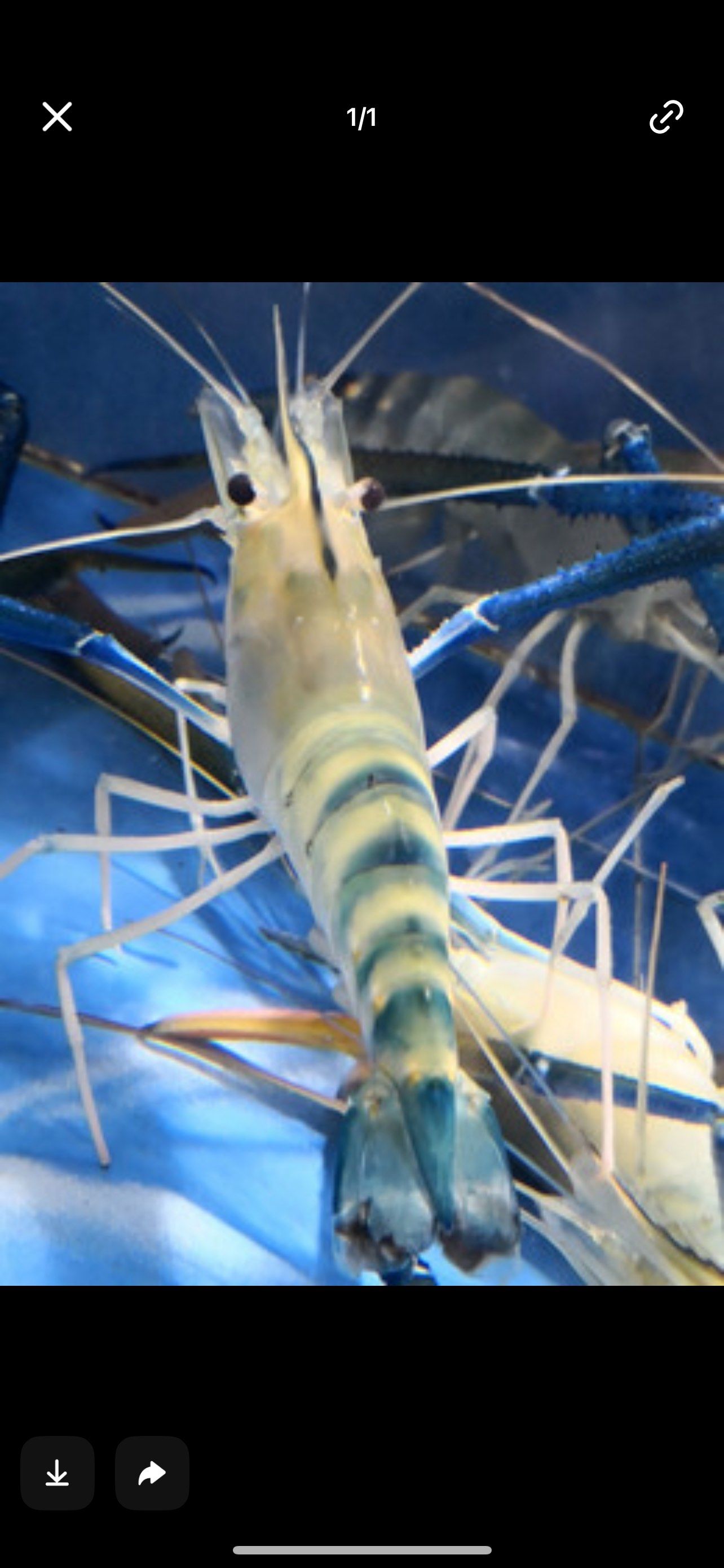 罗氏虾,又称马来西亚大虾,淡水长臂大虾