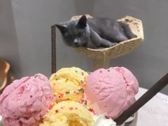 -藏猫猫咖啡主题馆(中央大道店)