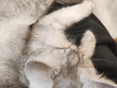 -楼上猫咖(罗湖店)