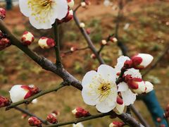 -南京市无想山景区