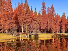 -黄海国家森林公园