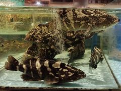 -阿伟海鲜楼·福建菜(延寿店)
