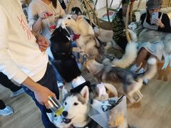 -Husky Go! 哈士奇体验馆·宠物咖啡厅狗咖