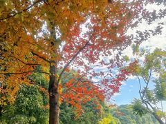 -紫马岭公园