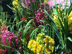 -双季花艺园艺市场(浦东店)
