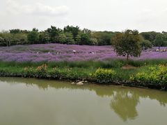 -海珠湖公园