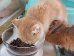-糯米喵星人总部直营旗舰店·猫舍·幼猫出售