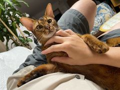 -达爱动物医院·犬猫分区·CT·复杂眼科(远洋山水分院)