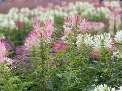 -上海滨江森林公园