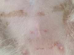 -纳吉亚猫专科动物诊疗中心(蒋宅口分院)