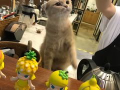 -咖法森林·咖啡  酒吧(天河店)