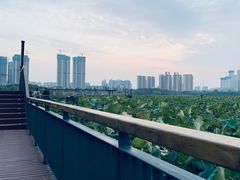 -月湖风景区