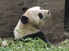 -都江堰中华大熊猫苑