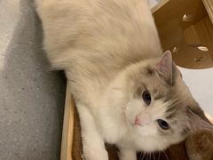 -飞行喵MR PILOT|猫舍·猫咖(静安大融城店)