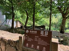 -都江堰中华大熊猫苑