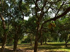 -中国科学院西双版纳热带植物园
