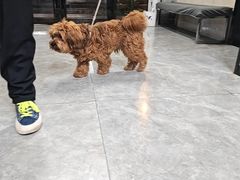 -半岛宠物医院24小时(白果林店)