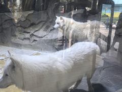 -海合安成都极地海洋公园