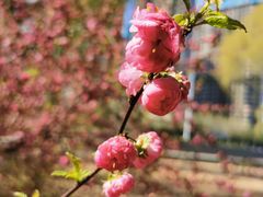 -长白岛森林公园