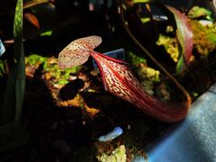 -上海辰山植物园