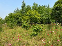-上海长兴岛郊野公园