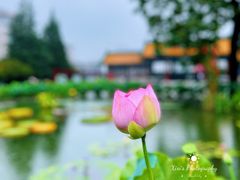 -莲花池公园
