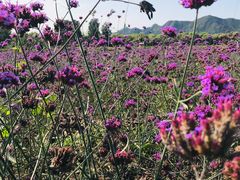 -北京东方普罗旺斯薰衣草庄园