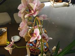 -施奈儿.洗头頭療.按摩SPA.采耳(上梅林店)