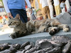 -龙华素斋(龙华路店)