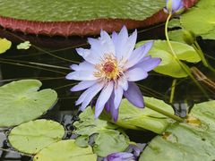 -国家植物园南园