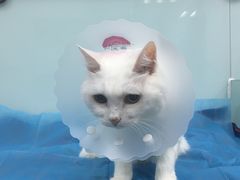 -纳吉亚猫专科动物诊疗中心(蒋宅口分院)