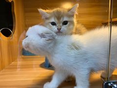 -猫十亿·布偶金渐层·曼基康矮脚猫舍(青年路店)