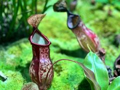 -国家植物园南园