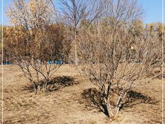 -野鸭湖国家湿地公园