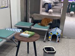 -四月宠物医院·猫专科·心脏专科·内科(转塘店)