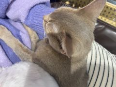 -琪喵猫屋·撸猫猫咖·猫舍