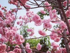 -天适樱花悠乐园