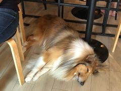 -Dog in Town Ekkamai