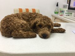 -创凡宠物医院·骨专科  猫科中心(西乡分院)