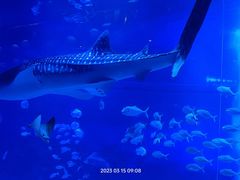 -烟台海昌鲸鲨海洋公园