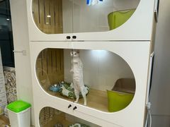 -青奢宠物·青奢猫舍