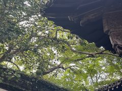 -西湖游船