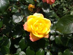 黄月季花-密云玫瑰情园