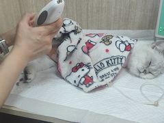 -北京观赏动物医院·24小时大型综合·猫专科·异宠专科