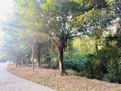 -大亚湾红树林城市湿地公园